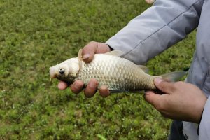 株洲官庄水库的野生大板鲫怎么样？