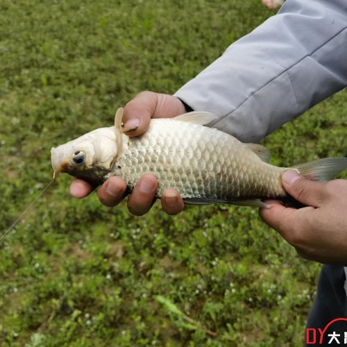 株洲官庄水库的野生大板鲫怎么样？
