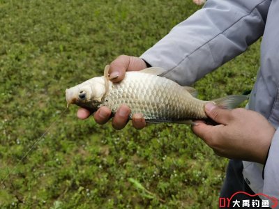 株洲官庄水库的野生大板鲫怎么样？