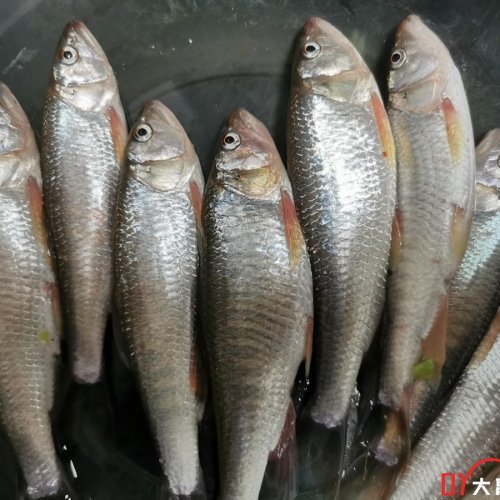 这是株洲大京水库的马口