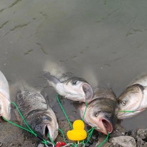 夏季钓鲢鳙秘籍：选位、开饵、抓口一篇讲透